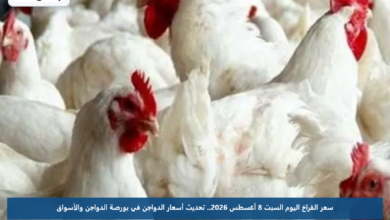 سعر الفراخ اليوم السبت 8 أغسطس 2026.. تحديث أسعار الدواجن في بورصة الدواجن والأسواق