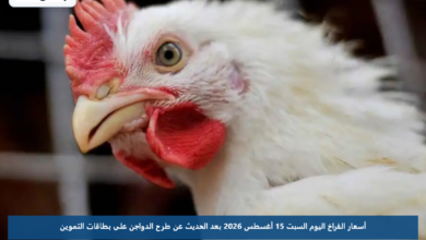 أسعار الفراخ اليوم السبت 15 أغسطس 2026 بعد الحديث عن طرح الدواجن على بطاقات التموين