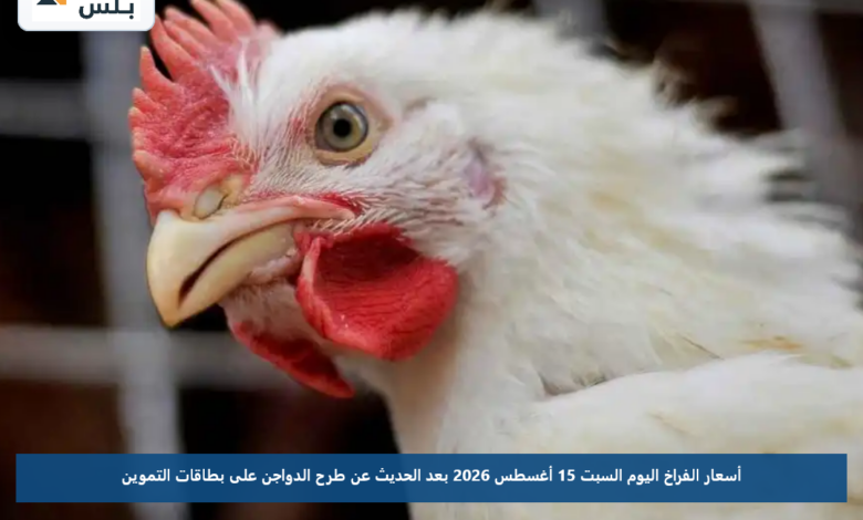 أسعار الفراخ اليوم السبت 15 أغسطس 2026 بعد الحديث عن طرح الدواجن على بطاقات التموين