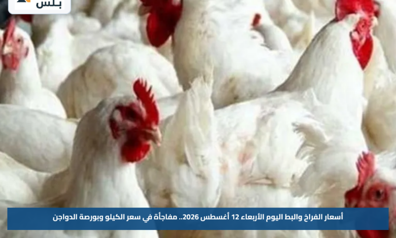 أسعار الفراخ والبط اليوم الأربعاء 12 أغسطس 2026.. مفاجأة في سعر الكيلو وبورصة الدواجن