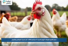 سعر الفراخ البيضاء اليوم السبت 5 سبتمبر 2026.. آخر تحديث للدواجن والبيض