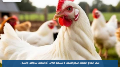 سعر الفراخ البيضاء اليوم السبت 5 سبتمبر 2026.. آخر تحديث للدواجن والبيض