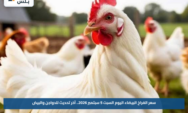 سعر الفراخ البيضاء اليوم السبت 5 سبتمبر 2026.. آخر تحديث للدواجن والبيض