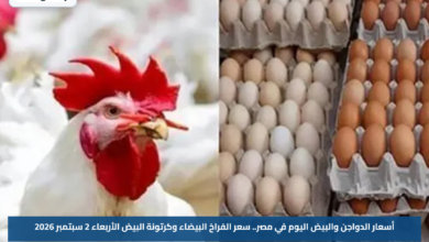 أسعار الدواجن والبيض اليوم في مصر.. سعر الفراخ البيضاء وكرتونة البيض الأربعاء 2 سبتمبر 2026