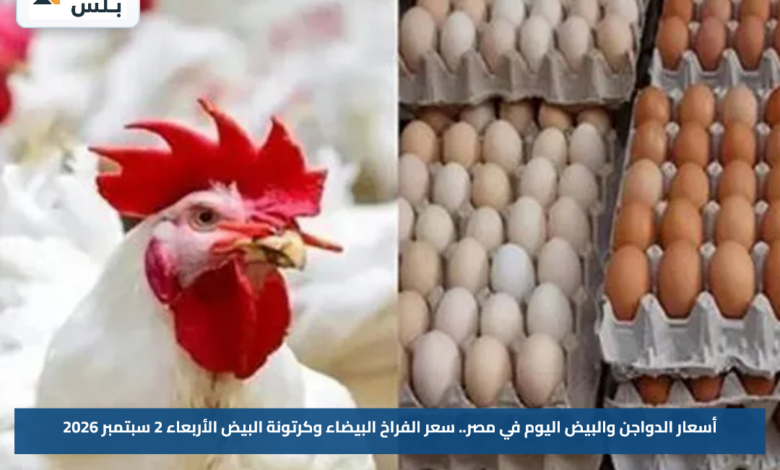 أسعار الدواجن والبيض اليوم في مصر.. سعر الفراخ البيضاء وكرتونة البيض الأربعاء 2 سبتمبر 2026
